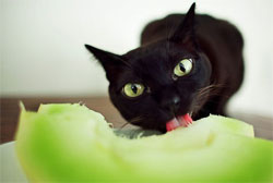 Не кормите кошку авокадо