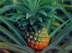 Ананас - экзотический фрукт из тропиков