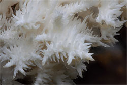 Ежевик коралловидный