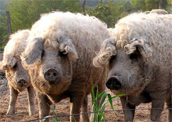 Какую породу свиней выгодно разводить в личном подсобном хозяйстве