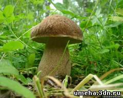 Как сушить грибы в походных условиях?