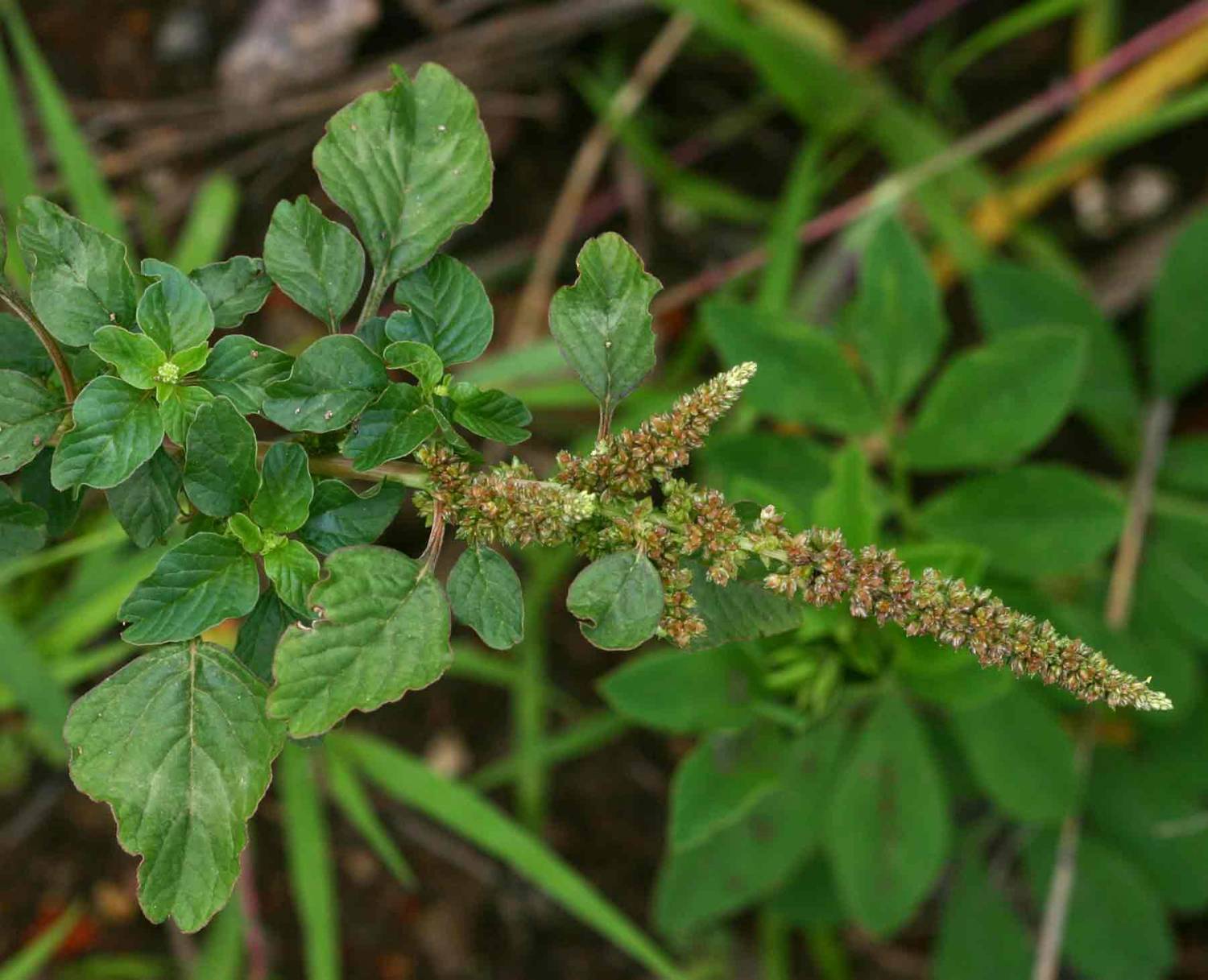 Amaranthus lividus