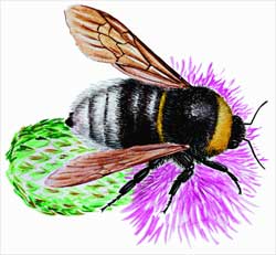 Как освободить за­летевшую в окно пчелу или шмеля