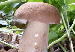 Как квасить грибы