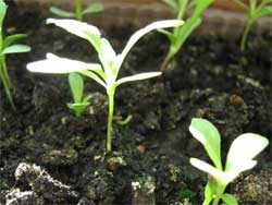 Рассадный способ выращивания овощей и техника посадки рассады