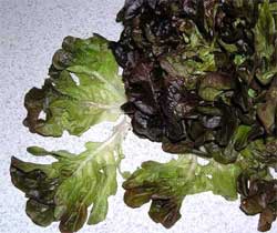 Особенности выращивания дубоволистного салата и листовой батвии