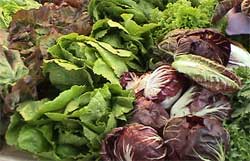 Особенности выращивания салатного цикория