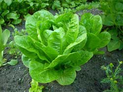 Особенности выращивания салатов