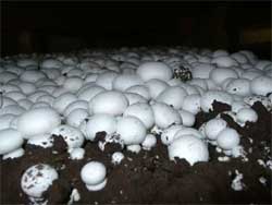 Особенности выращивания грибов