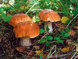 Можно ли «приручить» грибы