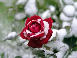 Зимовка роз