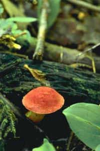 Как вырастить лесные грибы на своем участке