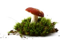 Как вырастить лесные грибы на своем участке