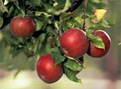 Яблоня плодоносит ежегодно