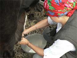 Как правильно доить корову