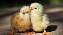 Выращивание и питание цыплят в домашних условиях