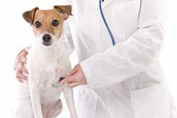 Ветеринарная помощь домашним животным