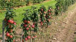 Как сажать колонновидные яблони
