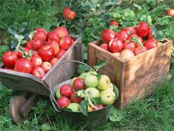 Ручная уборка яблок в садах