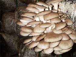 Технология выращивания грибов вешенки
