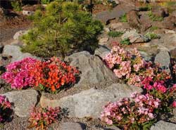 Многолетние садовые цветы для альпийской горки