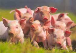 Залог успешного разведения свиней
