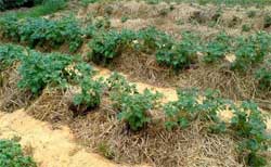 Выращивание картошки в соломе