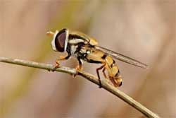 Луковичная муха и методы борьбы