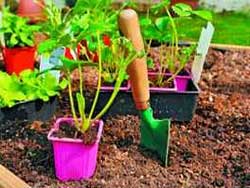 Как посадить клубнику из семян