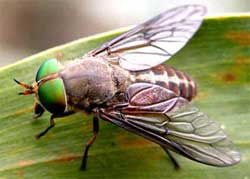Пять самых опасных насекомых в летний период