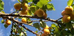 Главные условия для успешной посадки абрикосов