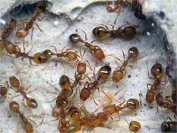 Шесть самых эффективных способов борьбы с муравьями