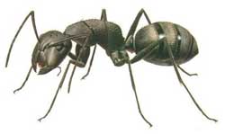 Как спастись от муравьев